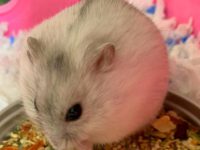 how long do dwarf hamsters live for?