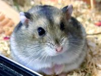 how many babies can hamsters have?