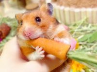 how long can hamster go without water?