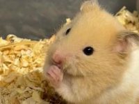 best hamsters for cuddling