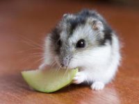 how to pick up a hamster?