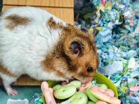 can hamsters have chicken?