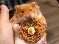 are hamsters clean?