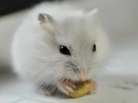 how many breeds of hamsters are there?