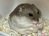 how much space does a dwarf hamster need?
