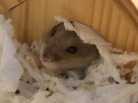 how often change hamster bedding?