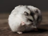 how long do wild hamsters live?