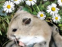 do hamsters eat babies?