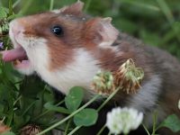 do hamsters like humans?