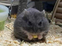how long do fancy hamsters live?