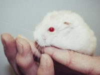 why do hamsters live so short?