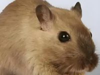 why do hamsters die so fast?