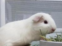 what is the longest living hamster?