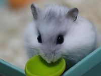 can hamsters have rabies?