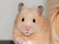 can hamsters get sick from humans?