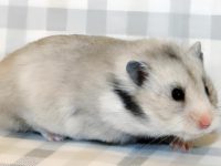 different types of hamster