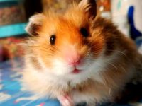 average lifespan of hamster