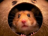 the cutest hamster in the world