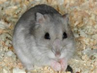 siberian hamster lifespan