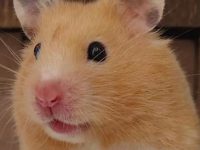 should hamsters live alone?