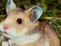 syrian hamster life expectancy