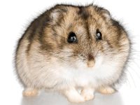 Can you neuter a hamster?