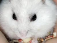 how to get your hamster to like you?