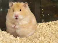 how big does a hamster get?