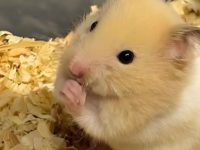 why do hamsters bite you?