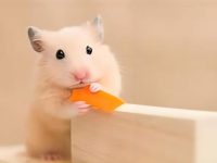 syrian hamster weight