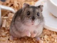 best dwarf hamster food