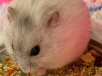 how long does dwarf hamsters live?