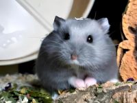 how do hamsters communicate?