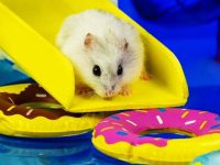 do hamsters swim?