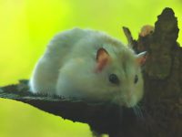 hamster diseases passed to humans