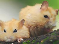 best food for dwarf hamsters