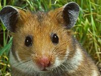 syrian hamster types