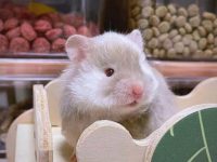 do domestic hamsters hibernate?