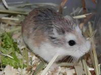 how long do roborovski hamsters live?