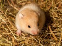 best hay for hamsters