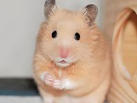 how to take care of a dwarf hamster?
