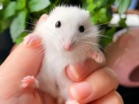 can hamsters die from a cold?