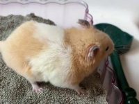 which hamsters are the friendliest?