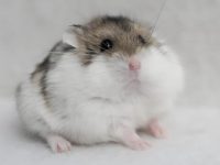 how long can hamsters go without eating?