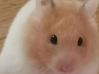 do hamsters know their owners?