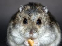 do hamsters like apples?
