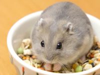 do hamsters have good eyesight?
