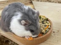 do hamsters have good memory?