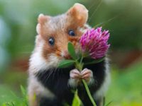 where do wild hamsters come from?