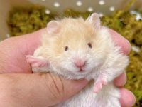 what hamsters are the friendliest?